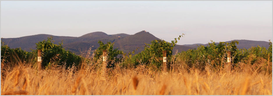 Fattoria Terre del Marchesato - Bolgheri (LI) | Cantina aderente al progetto 23 Aprile