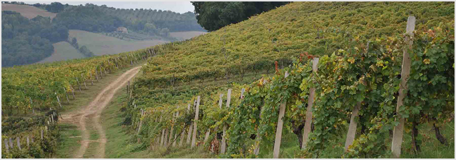 Azienda Agricola Zanchi