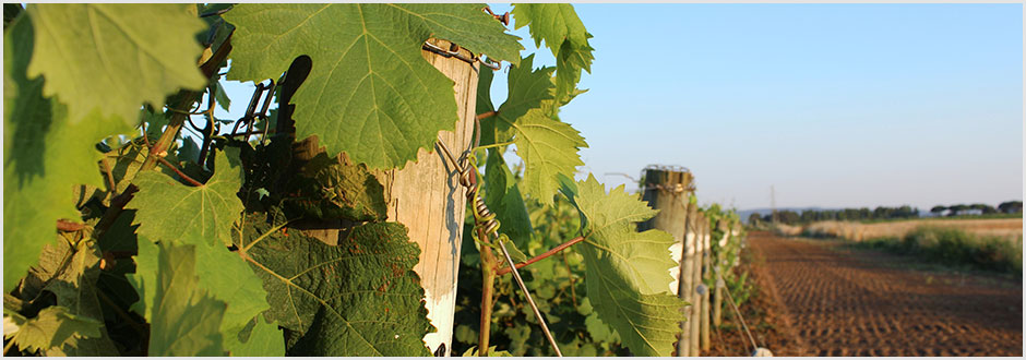 Fattoria Terre del Marchesato